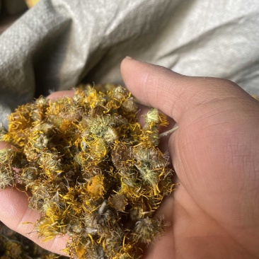 陕西野生旋覆花产地直发