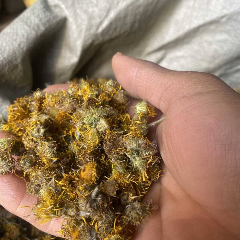 陕西野生旋覆花产地直发