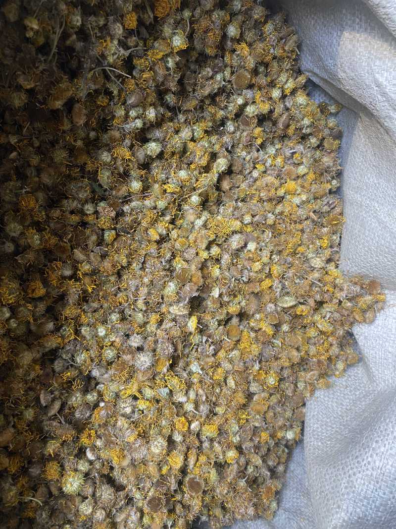 陕西野生旋覆花产地直发