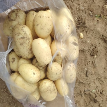精品土豆果形好颜色亮基地直发货源看货