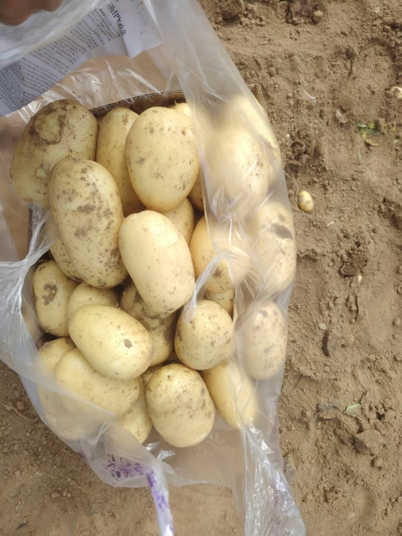 精品土豆果形好颜色亮基地直发货源看货