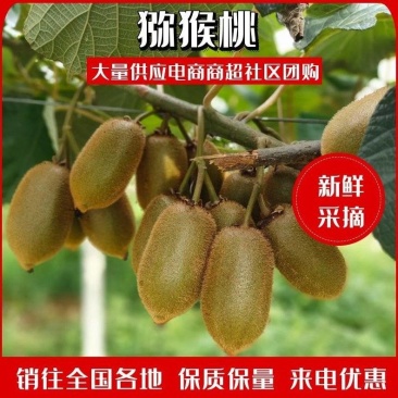 绿心猕猴桃，产地直发，大量供应电商，市场精品果