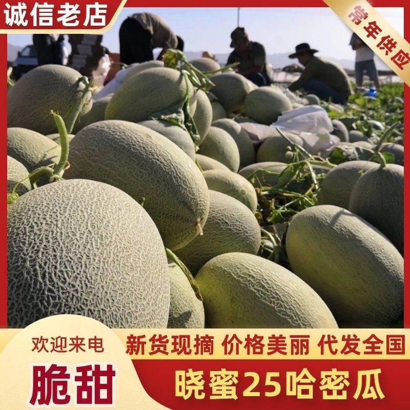 【优质推荐】甘肃晓蜜25哈密瓜可对接商超市场电商