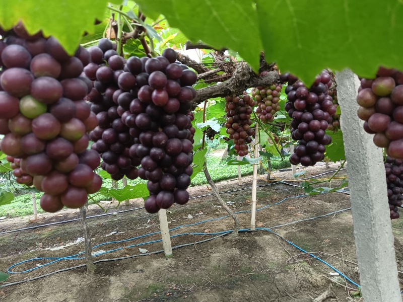 夏黑葡萄