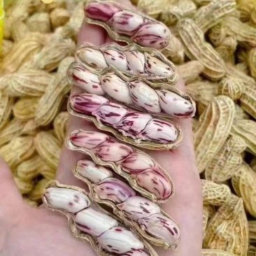 云南七彩花生彩色花生大量现货供应，品质保证，代发全国客商
