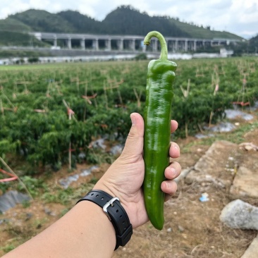 牛角椒、贵辣1号鲜辣椒，千亩基地直供