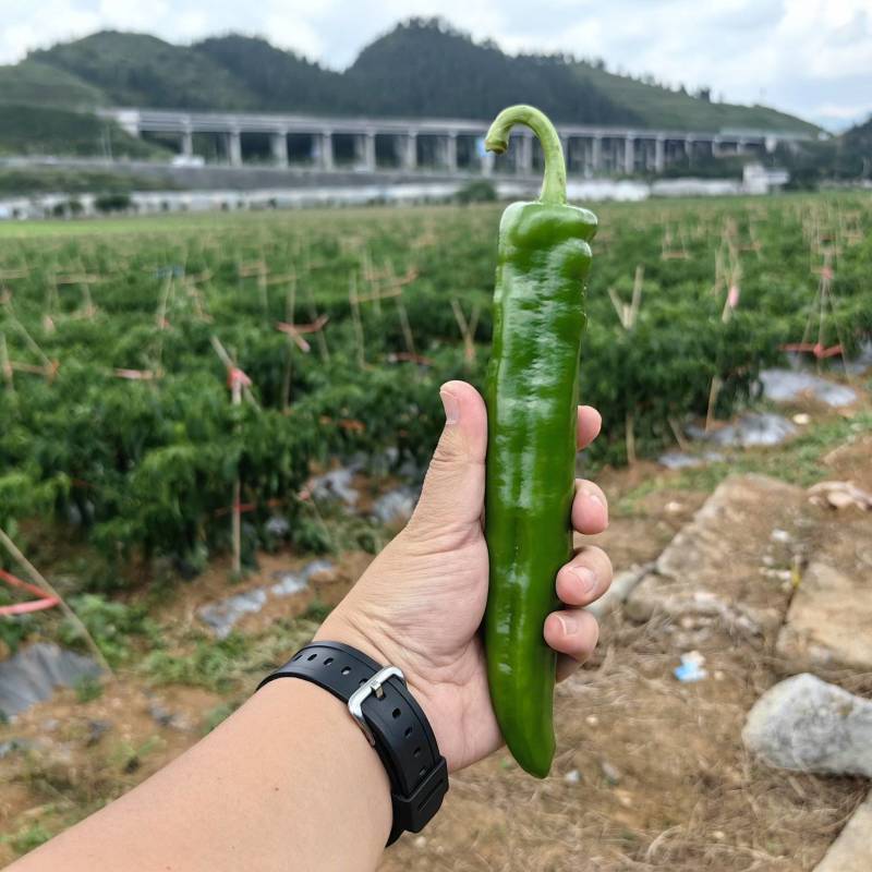 牛角椒、贵辣1号鲜辣椒，千亩基地直供