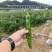 牛角椒、贵辣1号鲜辣椒，千亩基地直供