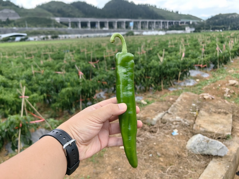 牛角椒、贵辣1号鲜辣椒，千亩基地直供