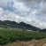牛角椒、贵辣1号鲜辣椒，千亩基地直供