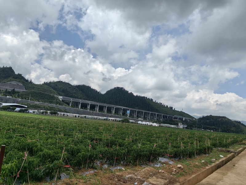 牛角椒、贵辣1号鲜辣椒，千亩基地直供