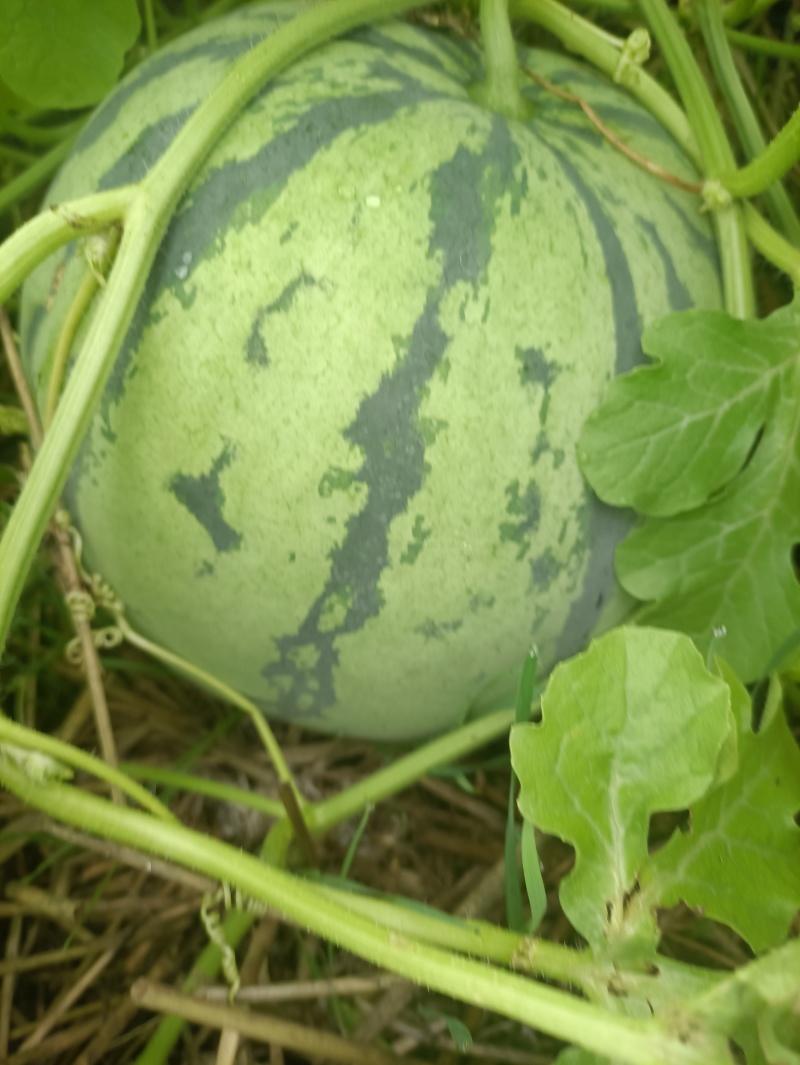 露天西瓜种植户麒麟，美都