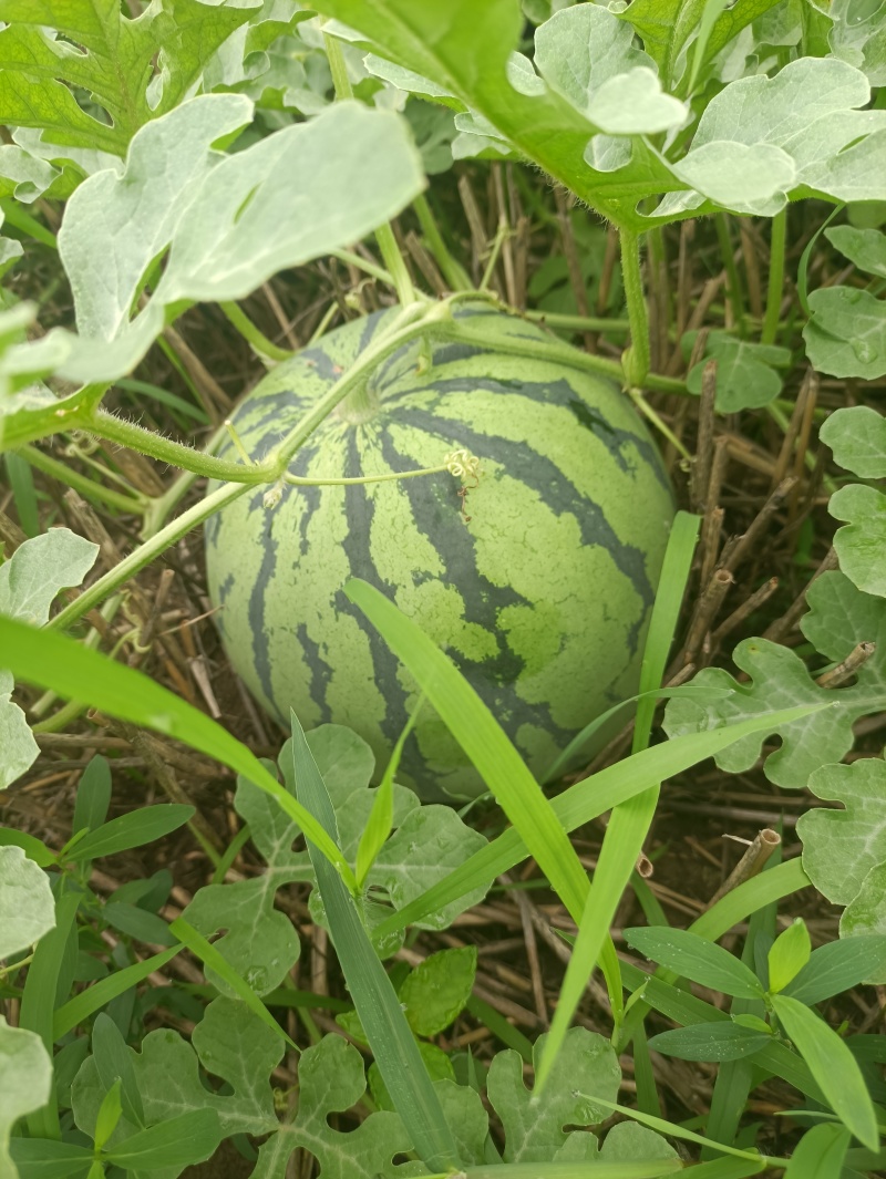 露天西瓜种植户麒麟，美都