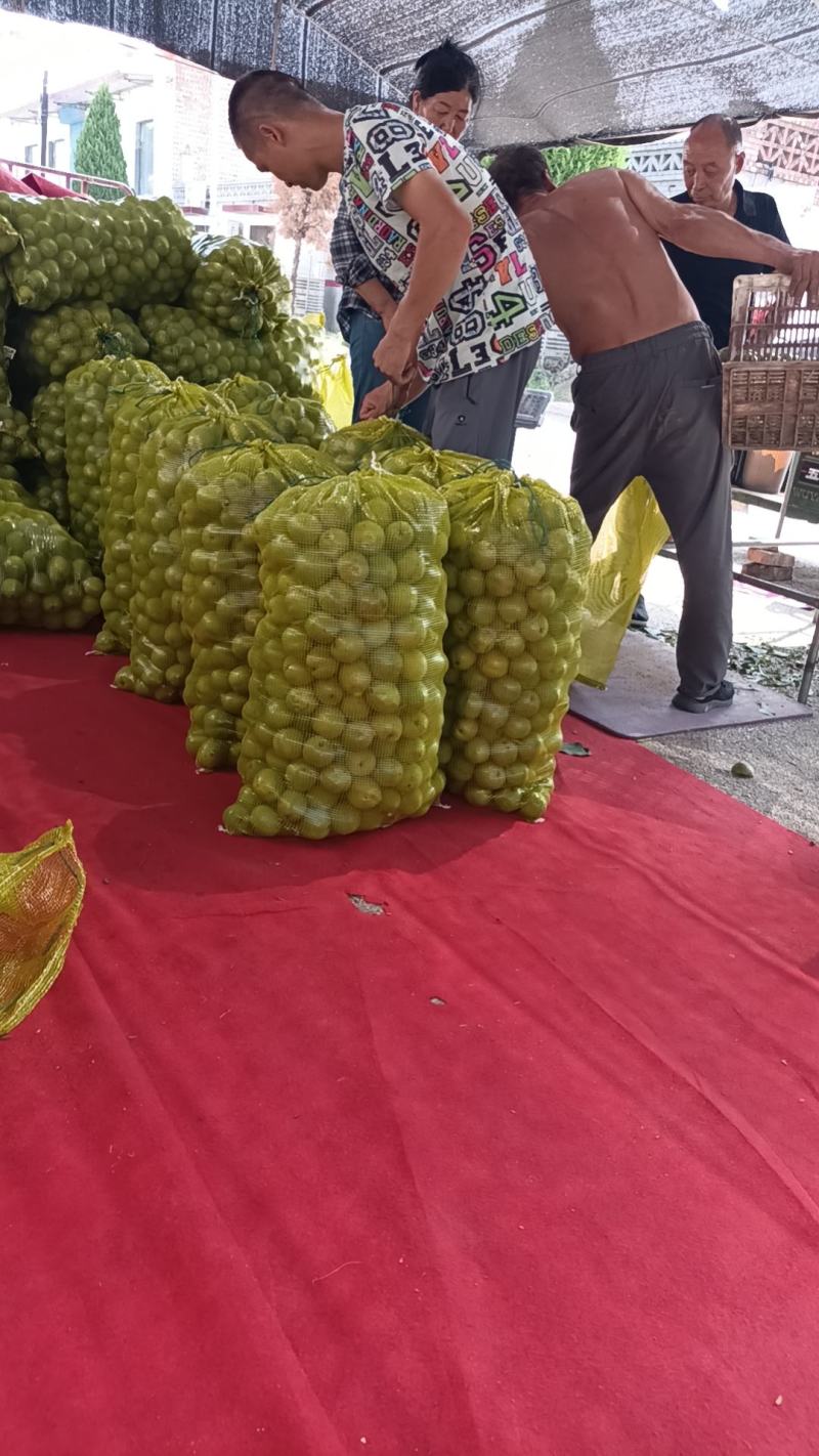 青皮核桃