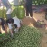 青皮核桃