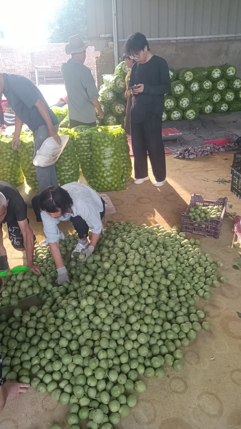 青皮核桃