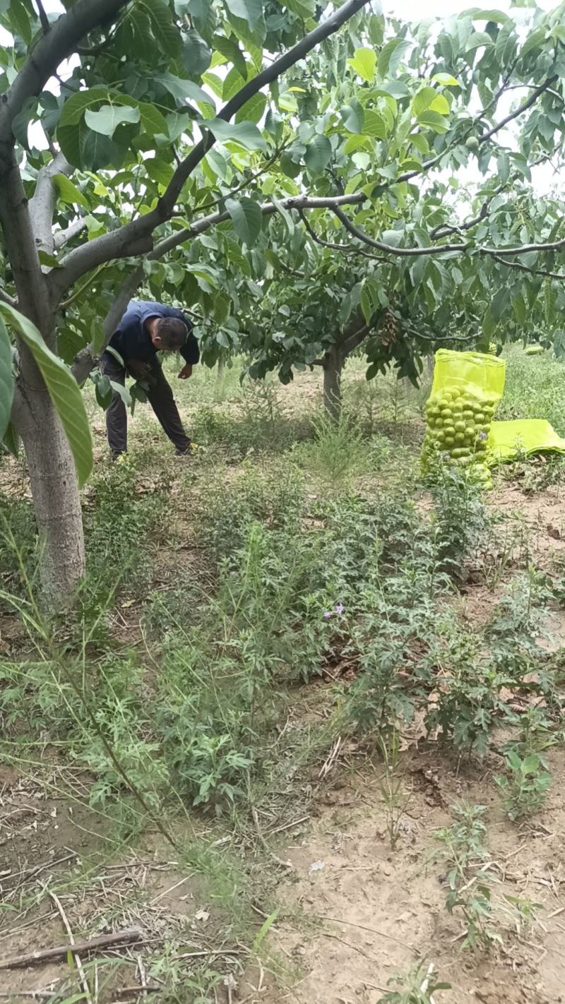 青皮核桃