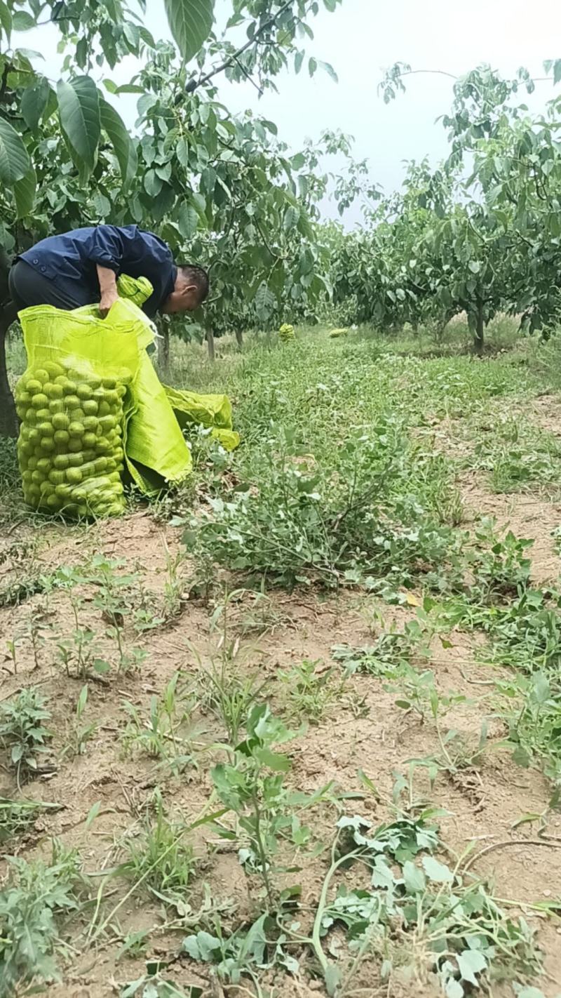 青皮核桃