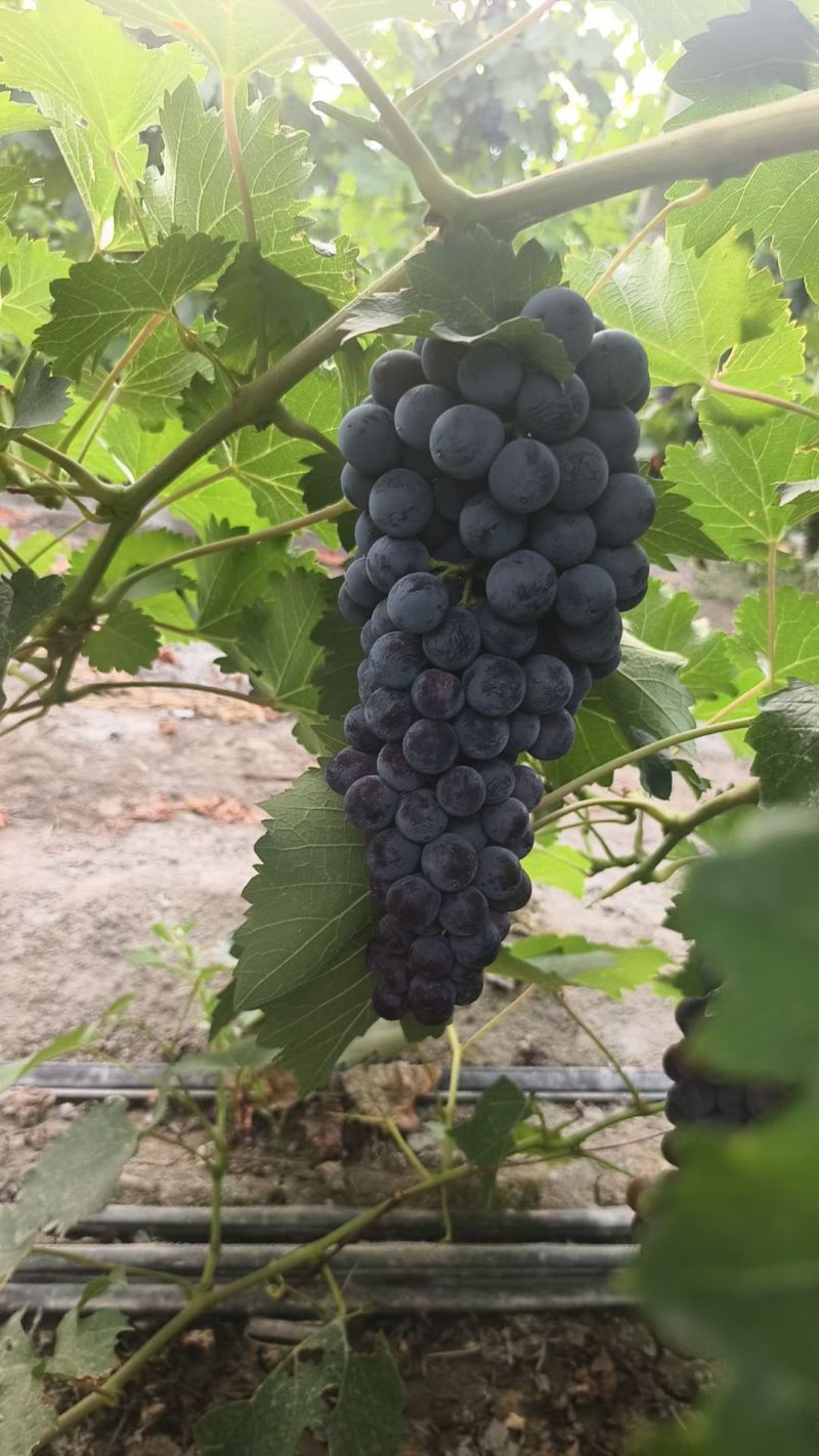 夏黑葡萄月底大量上市