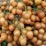 福建黄皮果量大价优产地现摘现发运输便利品质保障欢迎电联