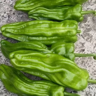 高山精品薄皮椒