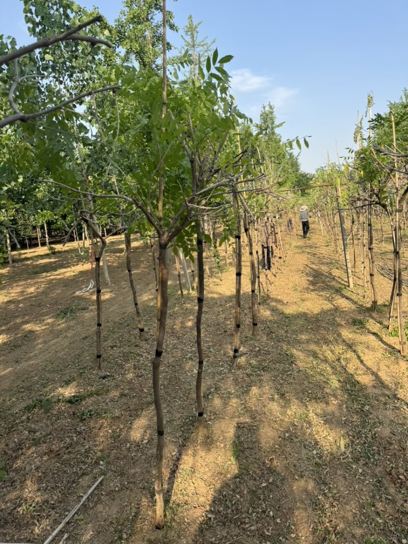 紫藤长穗紫藤大花蕊大小规格一手货源质量保障易成活等您来电