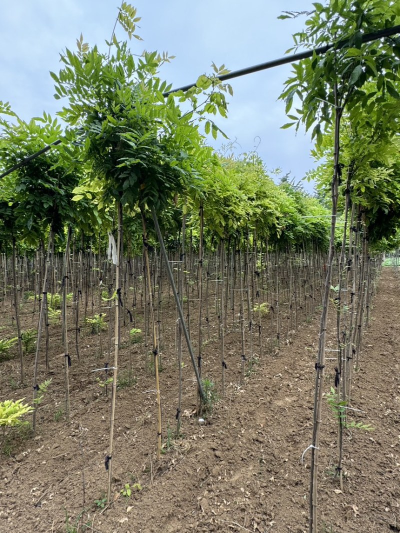 紫藤长穗紫藤大花蕊大小规格一手货源质量保障易成活等您来电