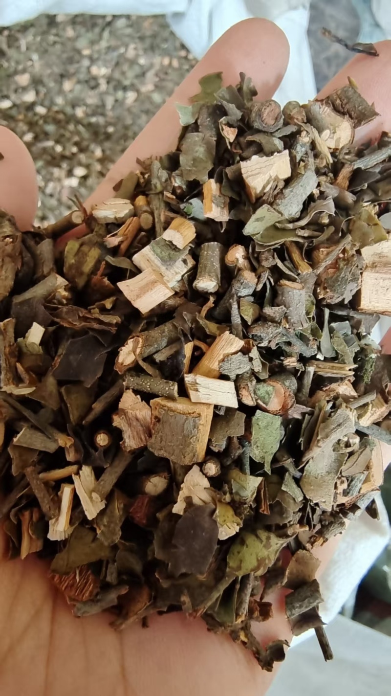 桑寄生地道桑寄生一分钱一分货2斤包邮量大优惠