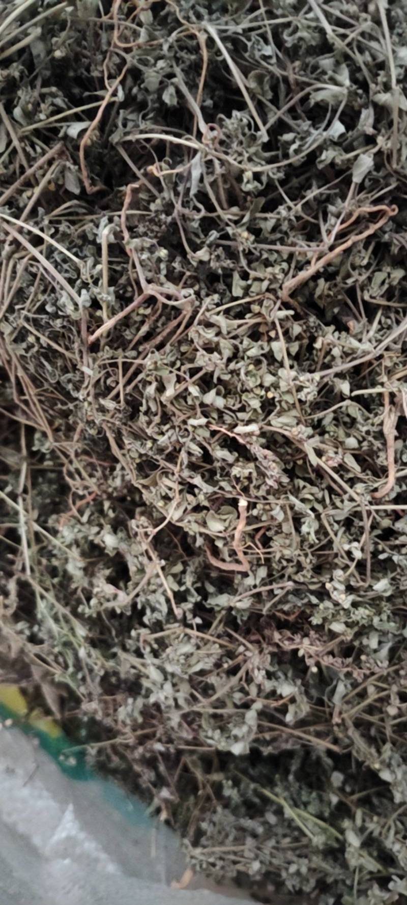 地锦草野生货干净无杂质周边老百姓地里割的人工挑选产地直发