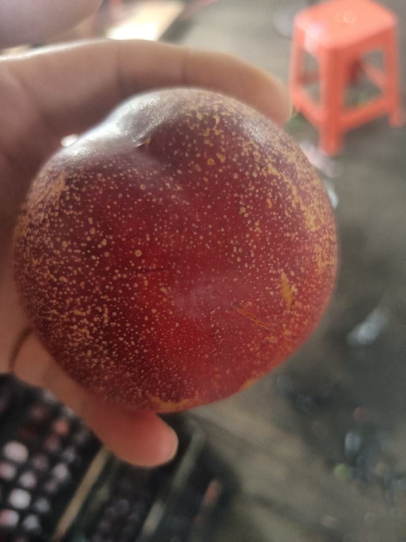 大连油桃产地代收