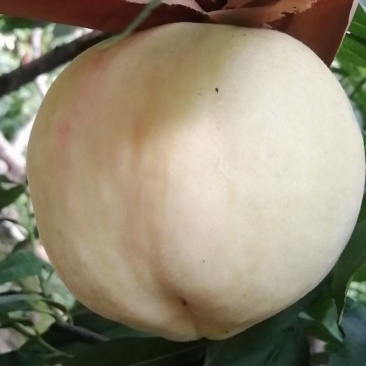 阳山水蜜桃，河南驻马店