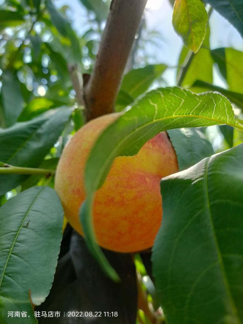 阳山水蜜桃，河南驻马店