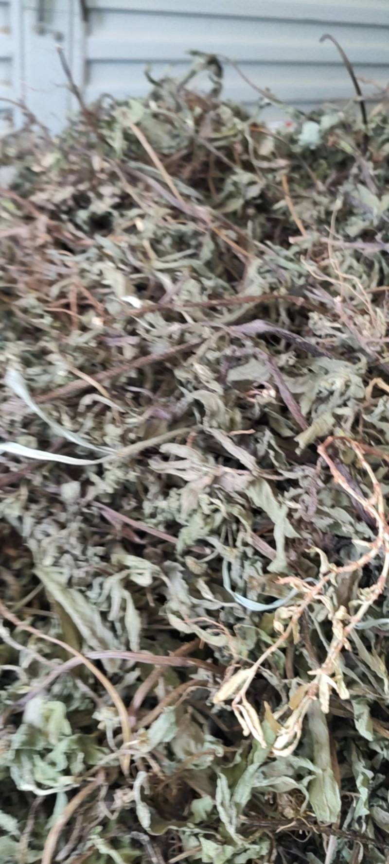 墨旱莲野生货干净无杂质周边老百姓野地采割人工挑选产地直发