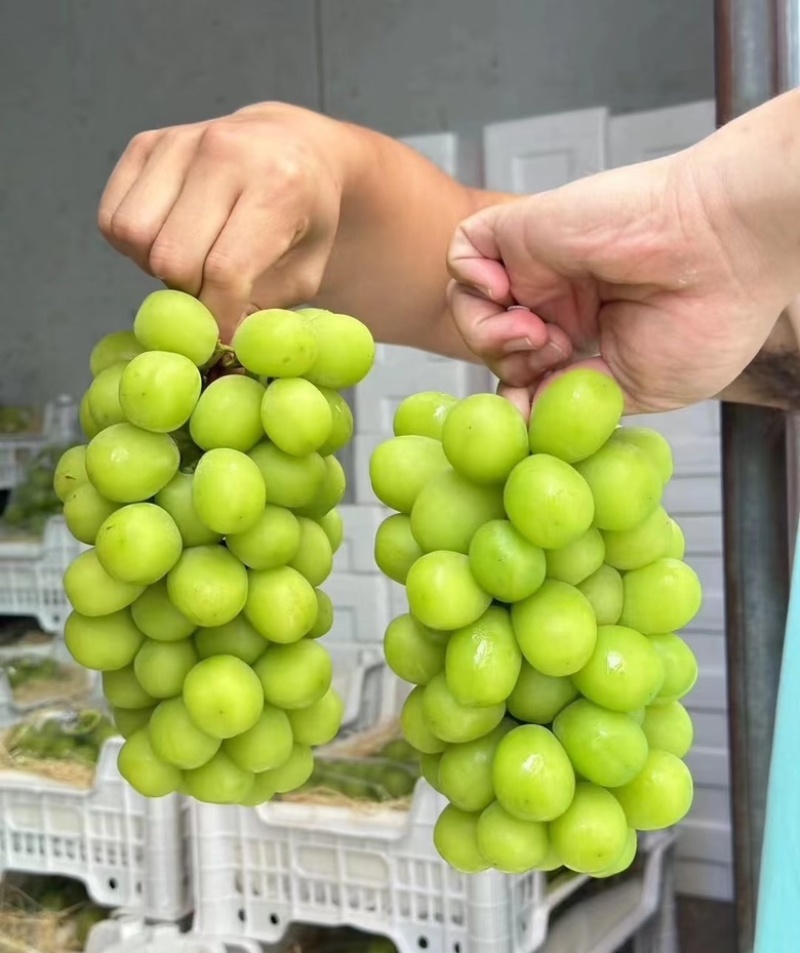 阳光玫瑰山东阳光玫瑰颗颗饱满现摘现发代发全国市场