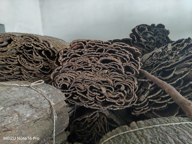 30年树龄高含量盐炒杜仲厚0.5以上6*10杜仲产地直发