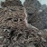 30年树龄高含量盐炒杜仲厚0.5以上6*10杜仲产地直发