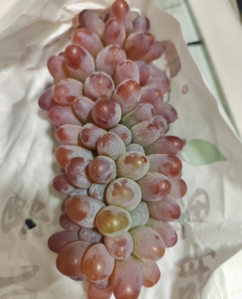 【实力供货】茉莉香葡萄山东葡萄当天现摘现发品质保证