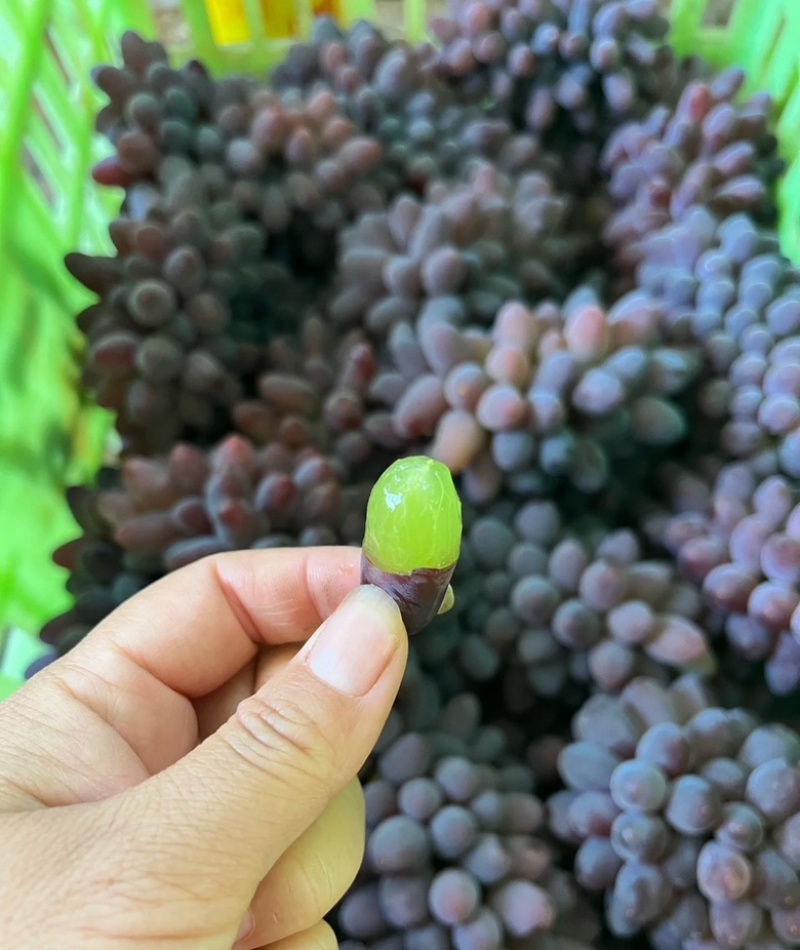 【实力供货】茉莉香葡萄山东葡萄当天现摘现发品质保证