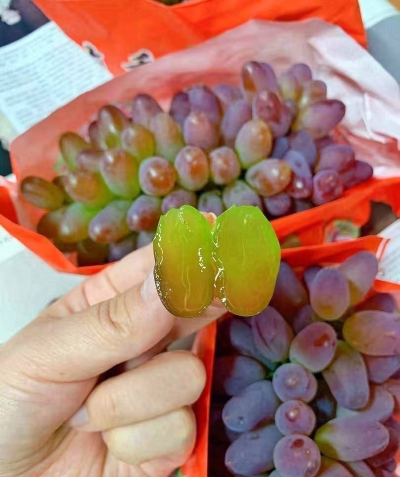 【实力供货】茉莉香葡萄山东葡萄当天现摘现发品质保证