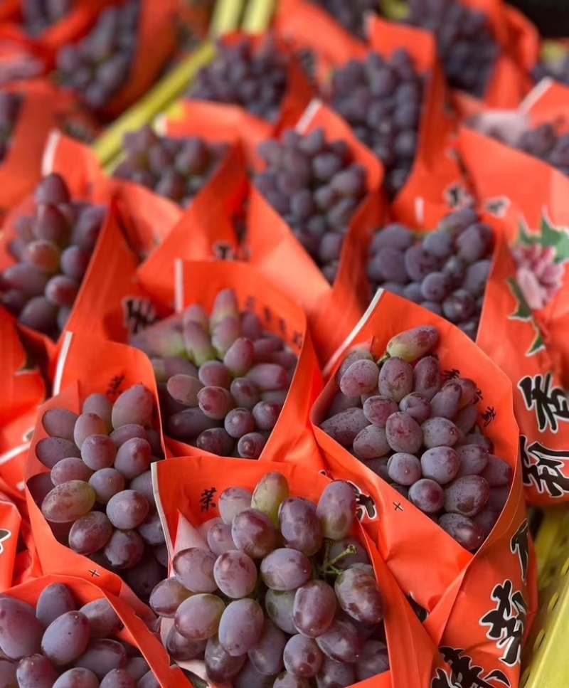 【实力供货】茉莉香葡萄山东葡萄当天现摘现发品质保证