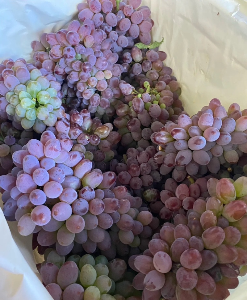 【实力供货】茉莉香葡萄山东葡萄当天现摘现发品质保证