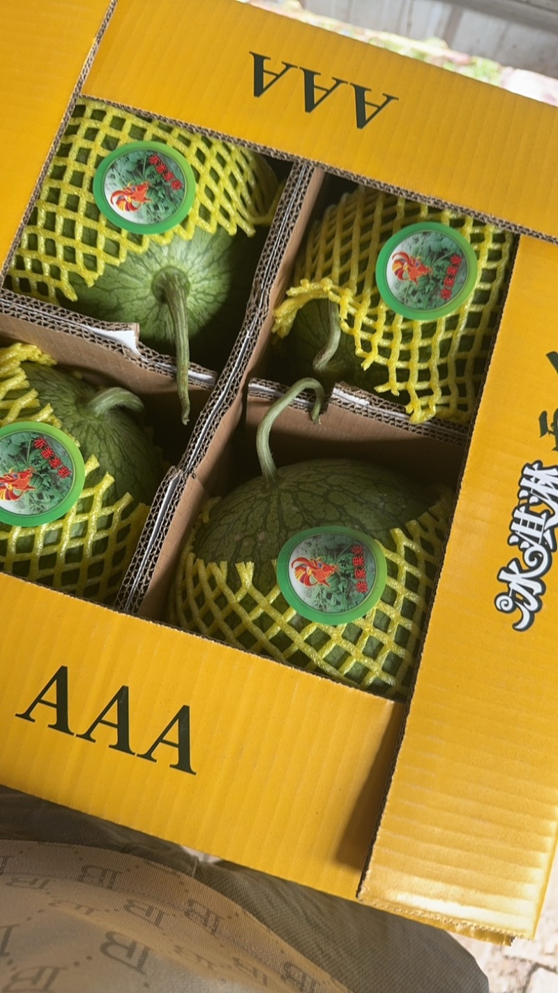 特小凤西瓜头茬东北货大量供应