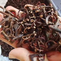 钩藤双钩选货2斤包邮量大优惠