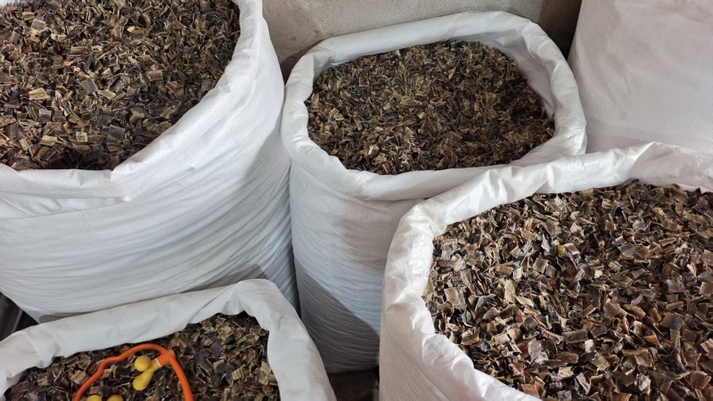 钩藤双钩选货2斤包邮量大优惠