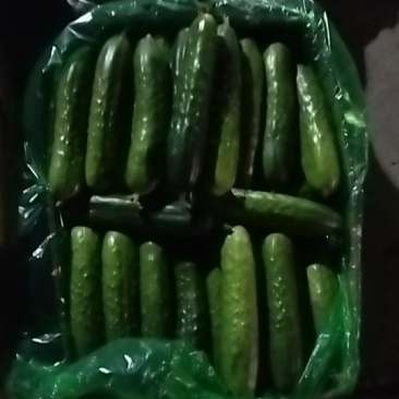 大棚黄瓜