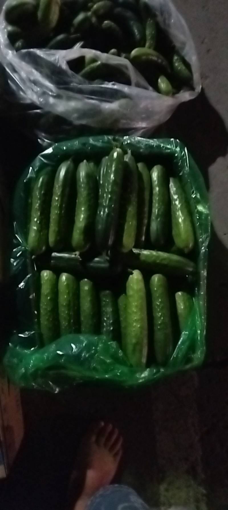 大棚黄瓜