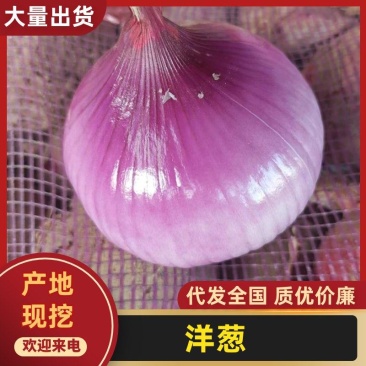 干存洋葱头二红洋葱紫皮洋葱皮芽子干存货冷库货