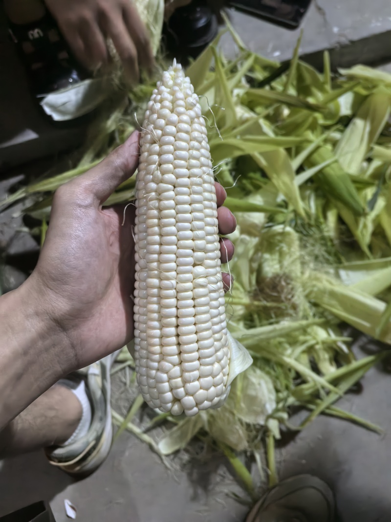 山西甜糯玉米，180亩大量供货，嘎嘎甜