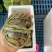 江苏大闸蟹，现货现发，产地一手货源，量大价格从优
