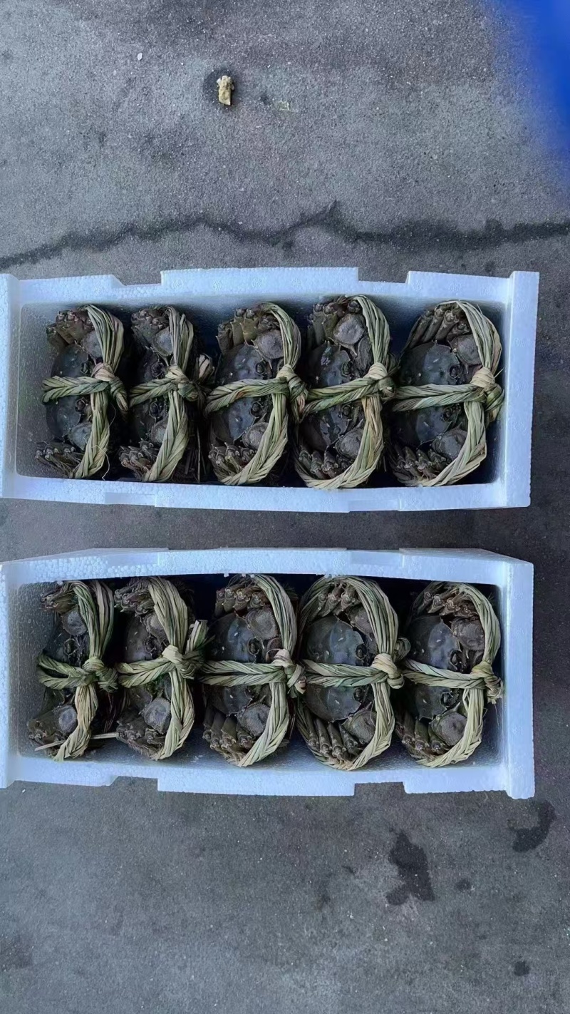 江苏大闸蟹，现货现发，产地一手货源，量大价格从优